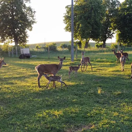 Oaza Spokoju Na Fermie Jeleni Slow Life * Gorowo Ilaweckie